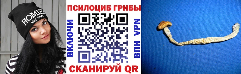 Псилоцибиновые грибы Psilocybine cubensis  Белая Калитва 